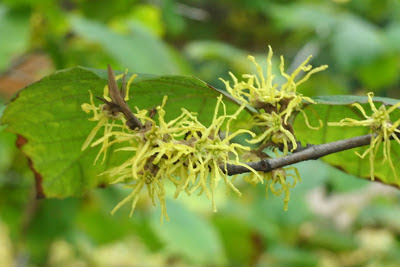 autumn_common_witch_hazel_hamamelis_virginiana_blooms_by_garden_muses: a_Toronto_gardening_blog