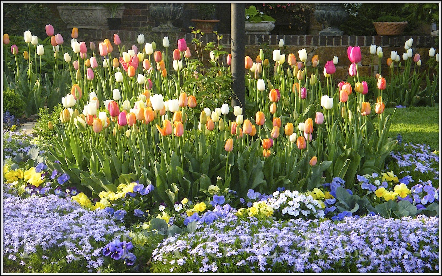P O T A G E R Protecting Plants from a Hard Freeze
