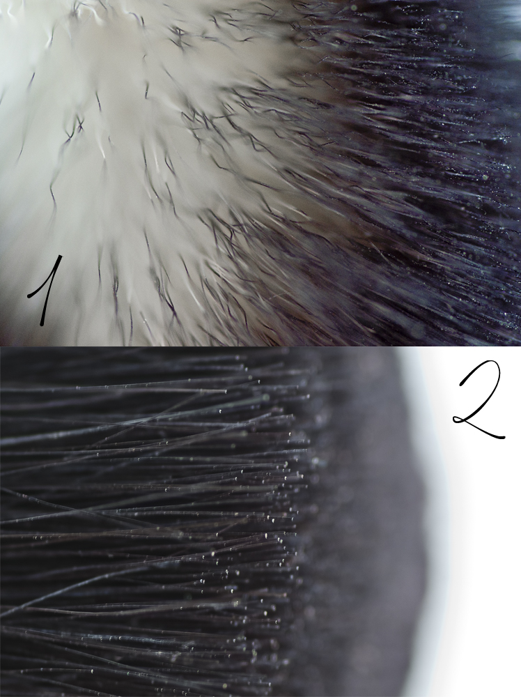 Beauty By Linde Rise Of The Hema Brushes Dutchies Only