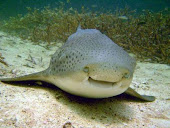 Leopard Shark