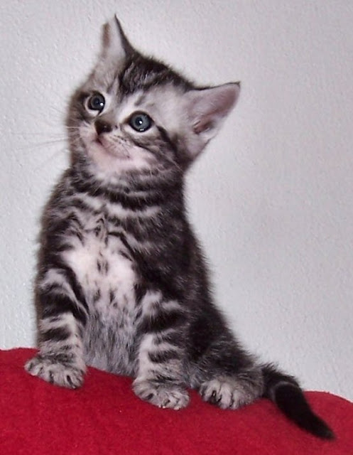 Price of American Shorthair Kitten