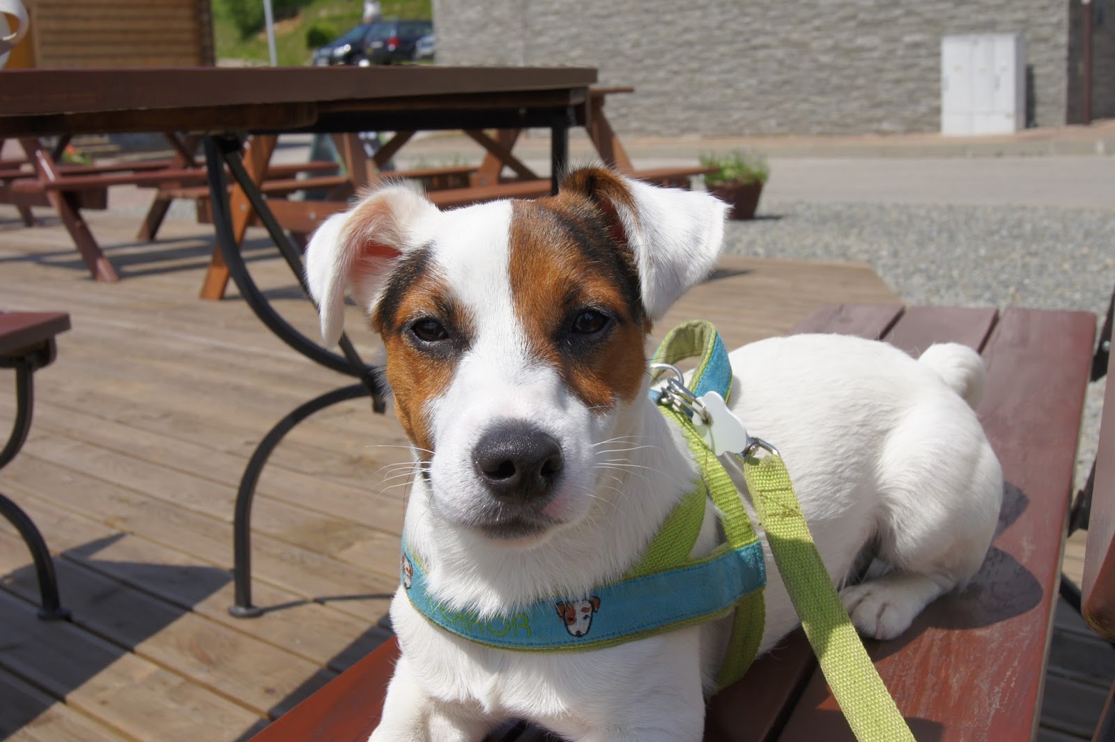 Jack russell terrier rescue