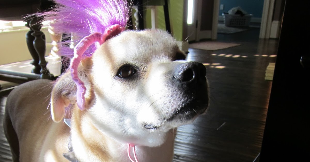 Hipster Housewife Goes Hard Dog Been Peeing On Your Area Rug?