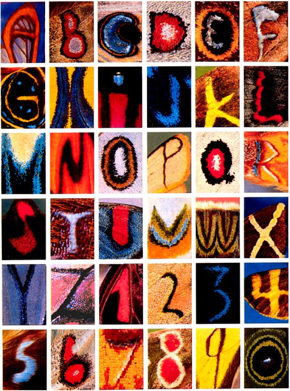 Kjell B. Sandved - butterfly alphabet poster