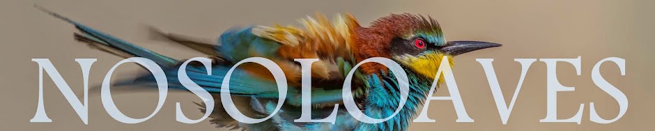 Nosoloaves - Aves del mundo (Birds of the world)