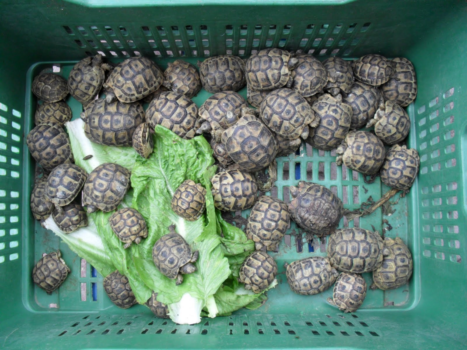 brightly coloured sunflowers Tortoises taken from their natural habitat