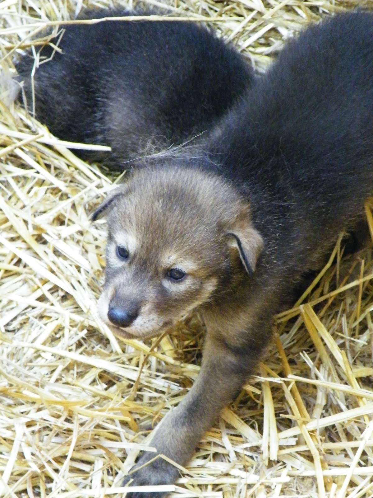 baby red wolves