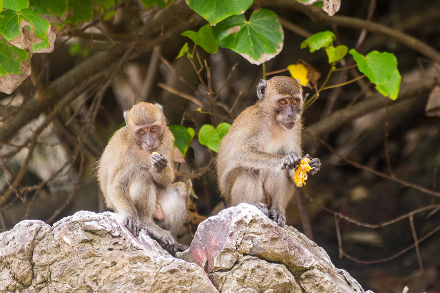 Wild Monkeys and View Point