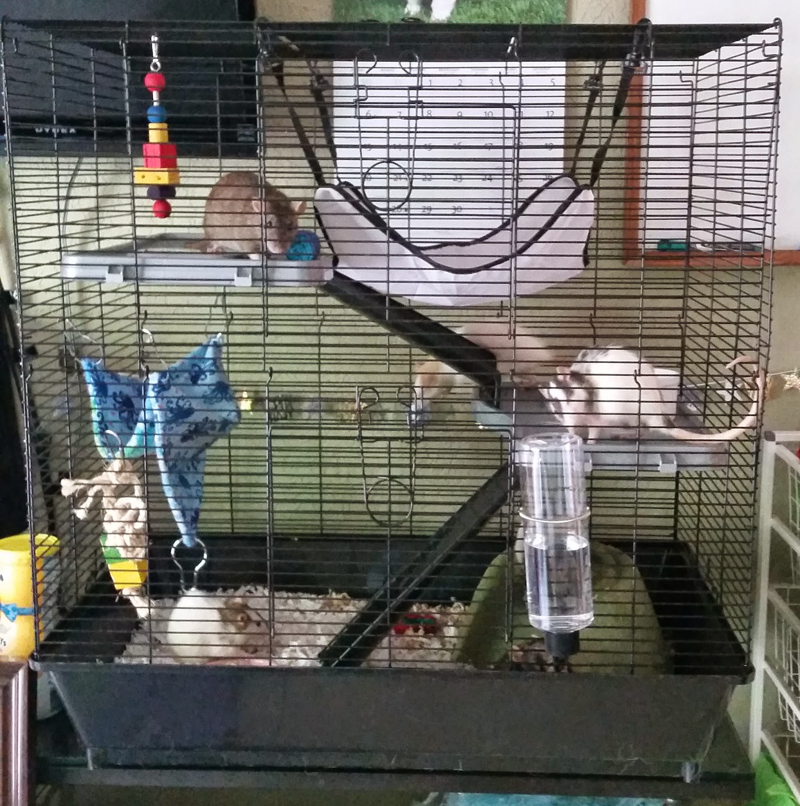 Fruiit Pawnch's Rat Blog Cage Review All Living Things "Rat Starter Kit"