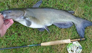 Mancing Ikan Bloso Di 2020 Ikan