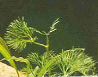 aquarium plant cabomba