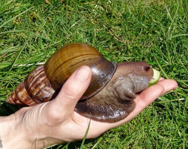 Haiwan Siput Gergasi Afrika