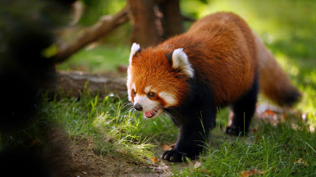 172819-Baby Red Panda Animal HD Wallpaperz