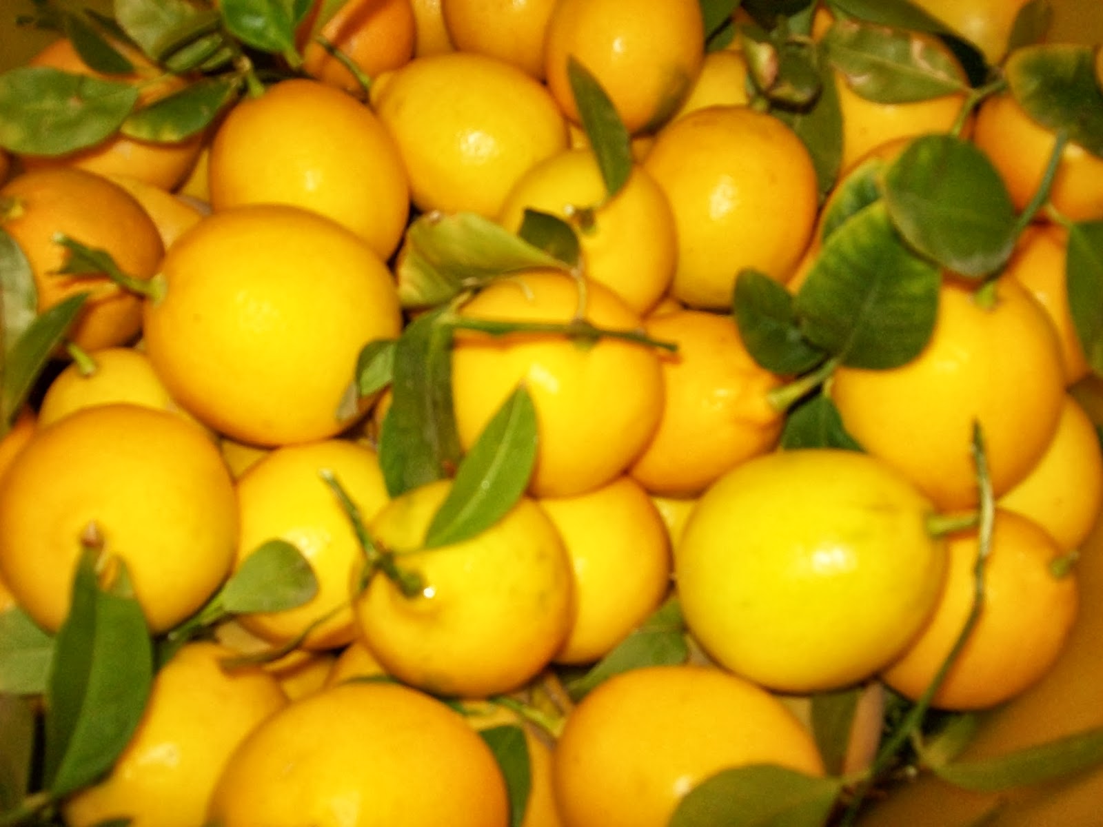 Xtremehorticulture of the Desert Pick Lemons in December