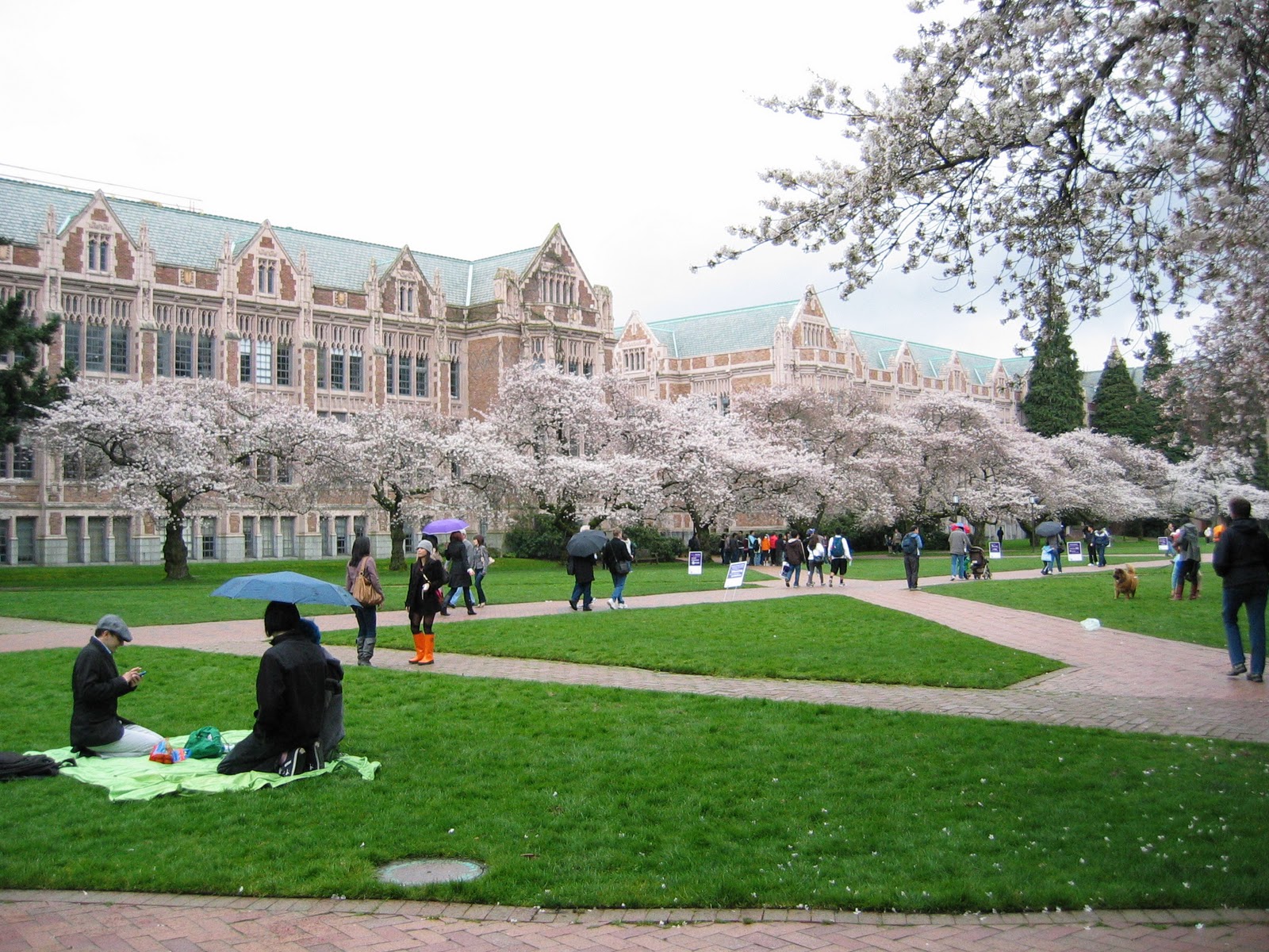 Cherry Blossoms Uw