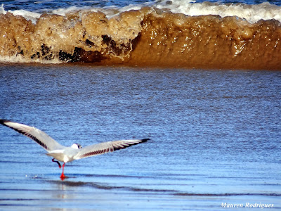 Pássaro Sobre as Águas na Praia do Cassino