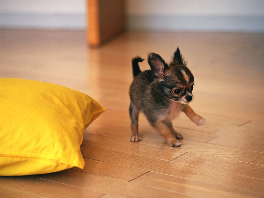Chiwawa Dog Training Chiwawa Dog Training