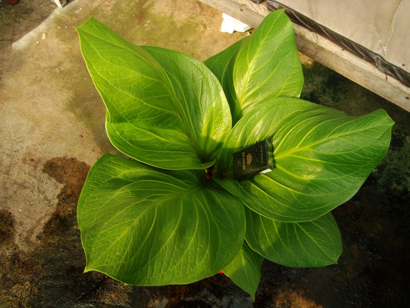 View Gelombang Cinta Jemani Cobra Termahal PNG