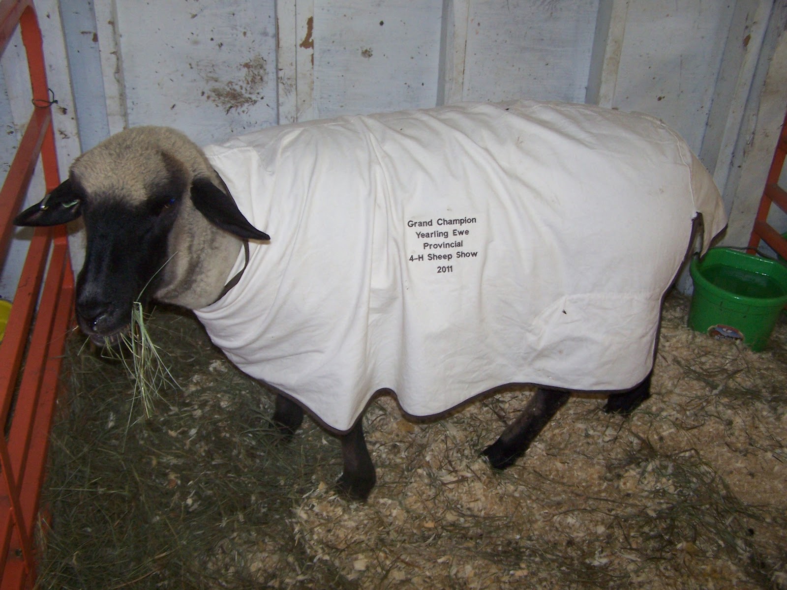 Prairie Winds Hampshires Why do sheep wear blankets?