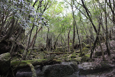 屋久島の森の中を様子を示す画像。