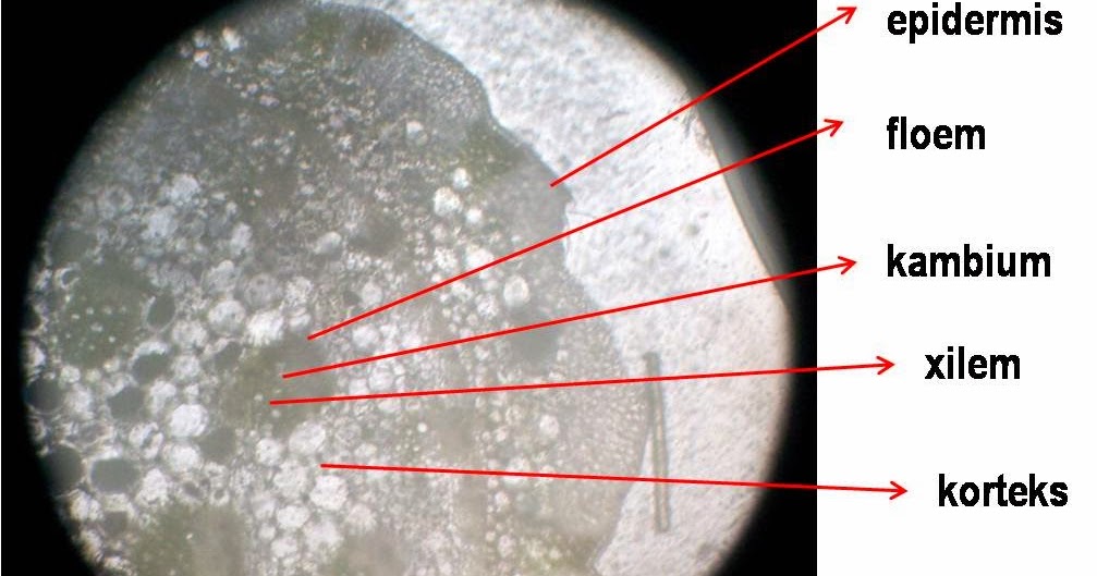 BIOLOGI Laporan Praktikum Batang Dikotil