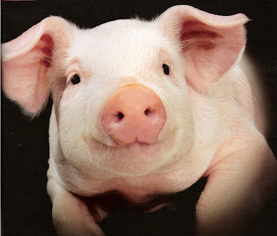 http://2.bp.blogspot.com/-5FuJVqFxsb4/Ug1SyLWuRSI/AAAAAAAAE1k/kYnqteYGjrk/s1600/Pig_Farming.jpg