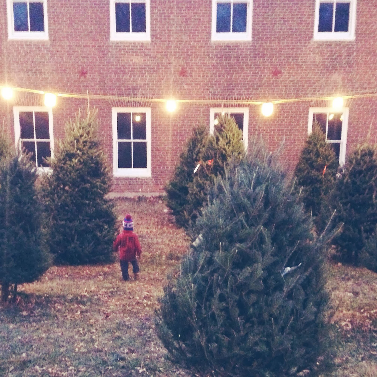 Chasing Davies A dreamy little Christmas tree farm