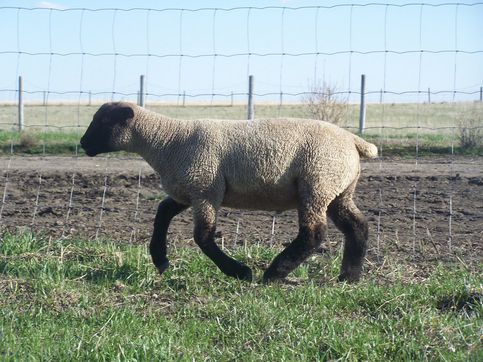 Prairie Winds Hampshires Lamb Workout