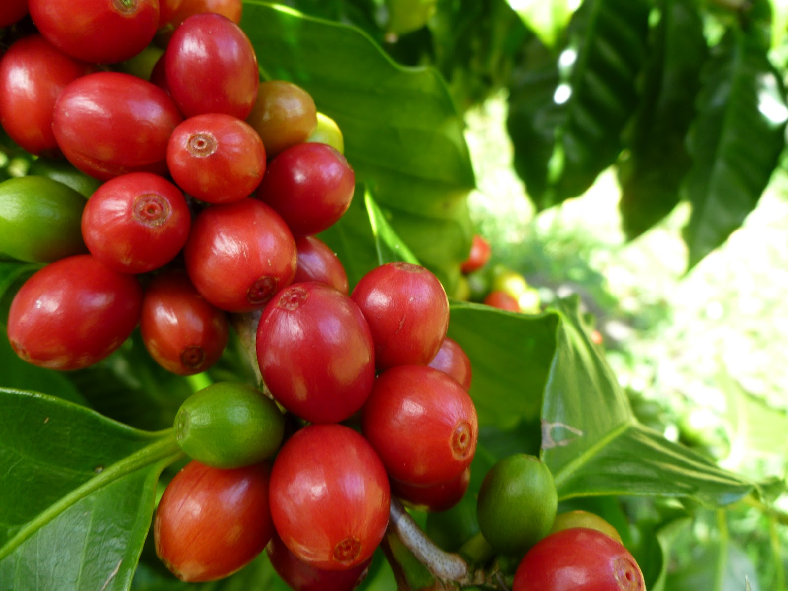Keaau Caffeinated Exploring Big Island Coffee Harvesting Coffee Cherries