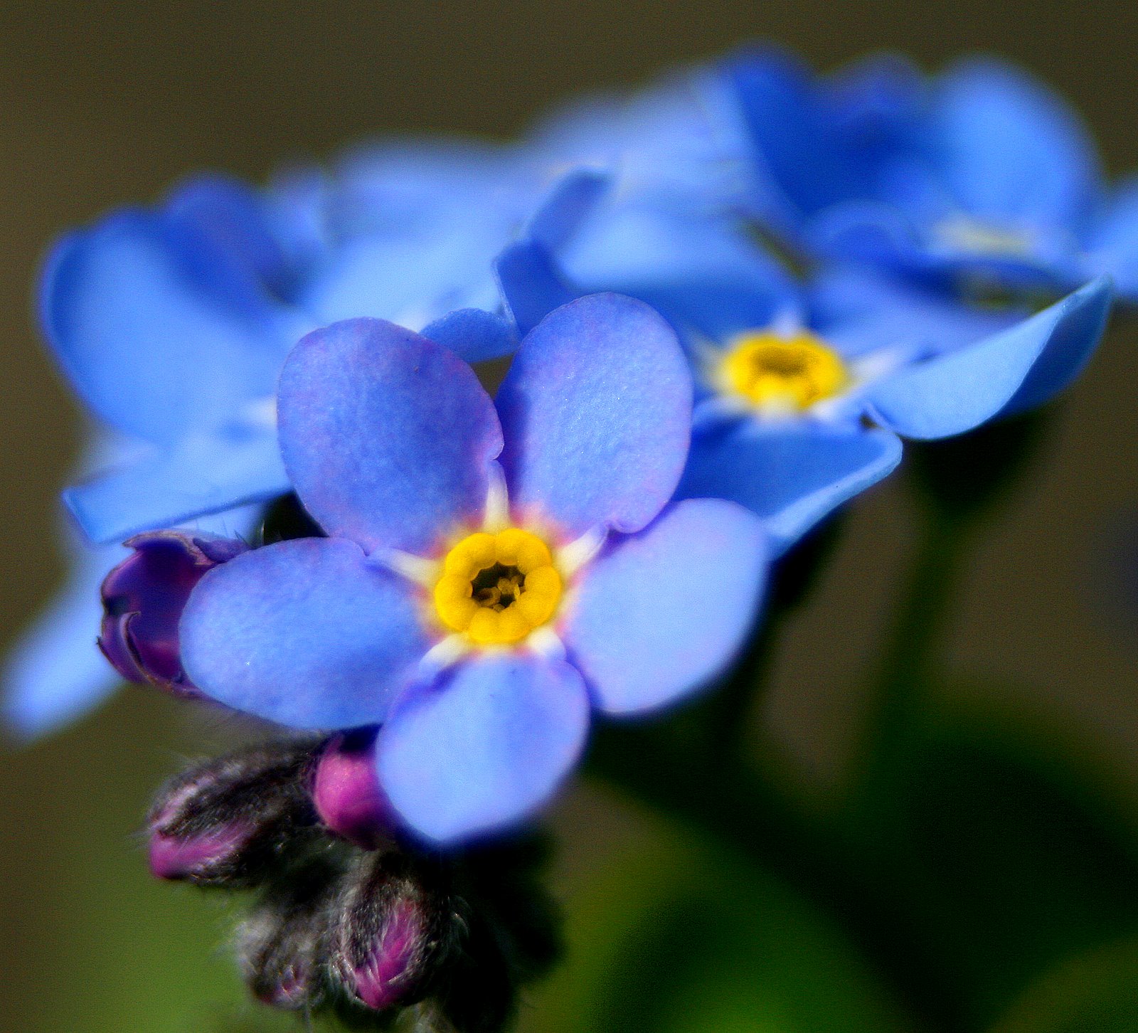 forget me not flower forget me not flower