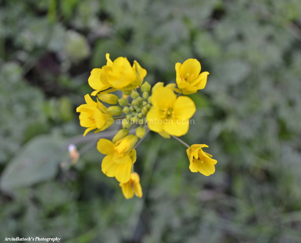 Arvind Katoch Photography HD Picture of Wild Yellow Mustard Flowers