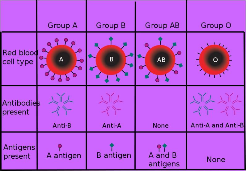 BLOOD ANTIGEN SYSTEM