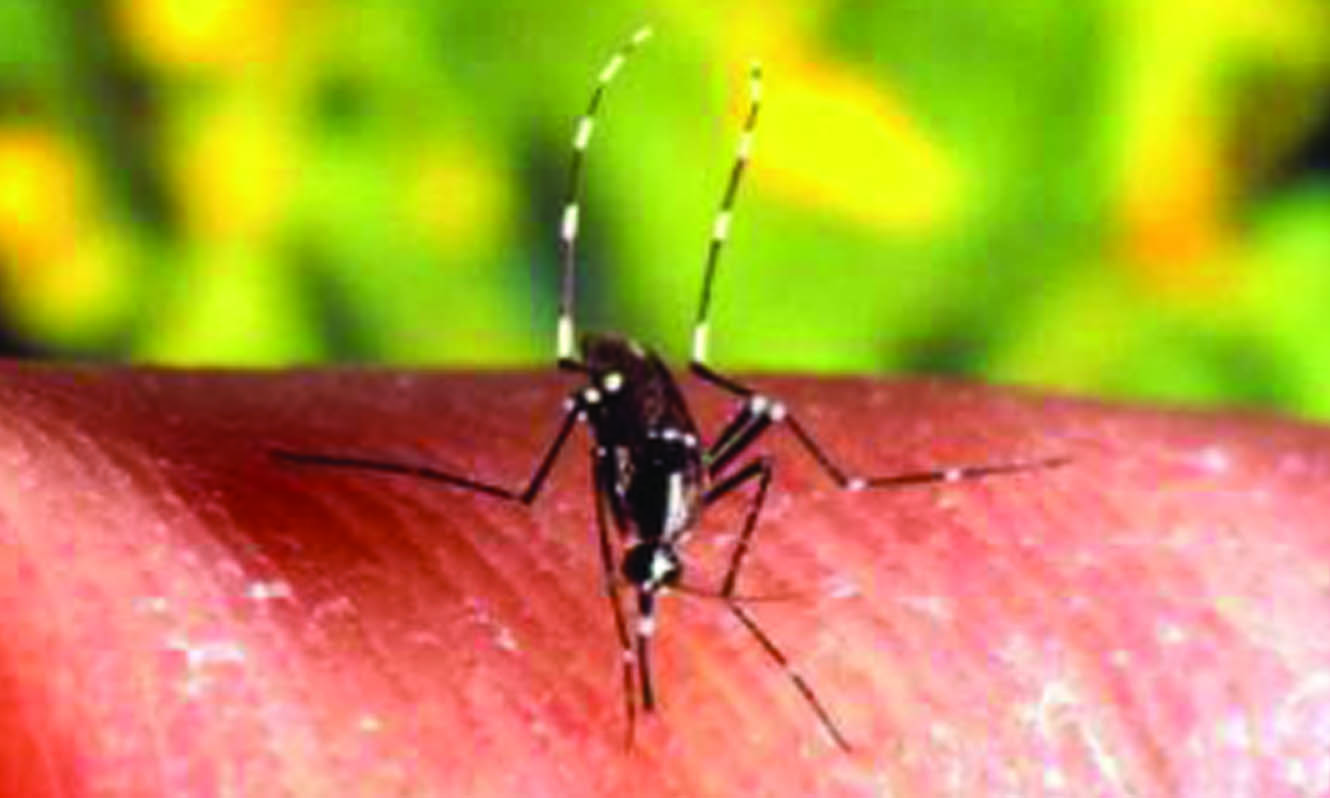 Dengue Awareness Month ~ Colors and Grays