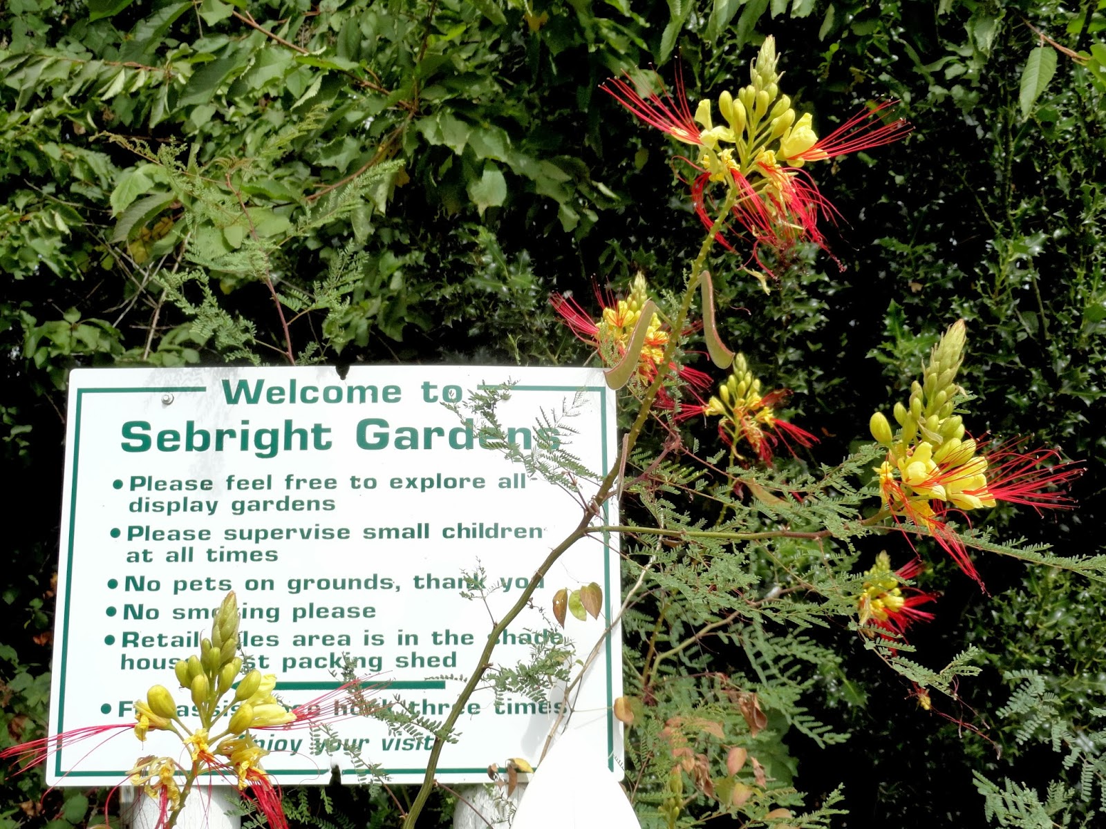 danger garden A visit to Sebright Gardens…