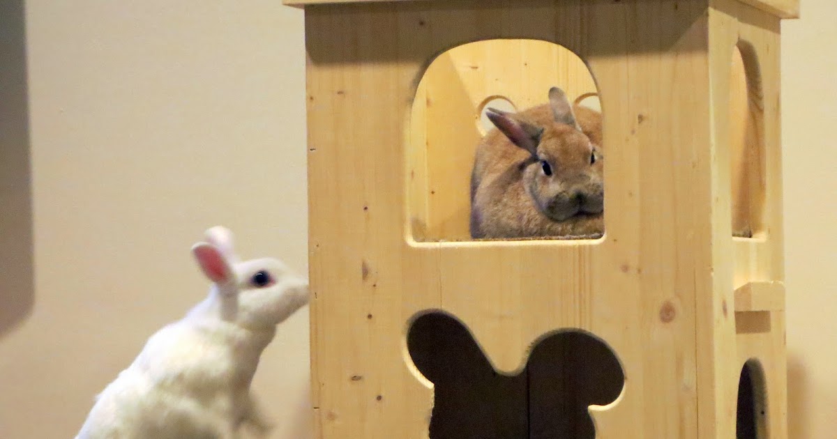 Rabbit Ramblings Rearranging the bunny furniture