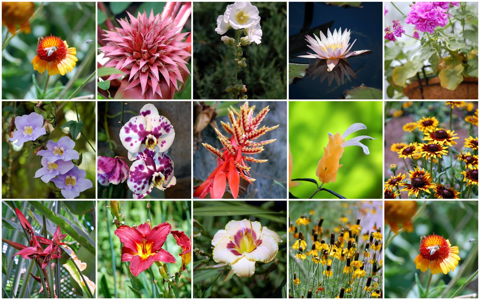 In my shoes Denver Botanical Gardens