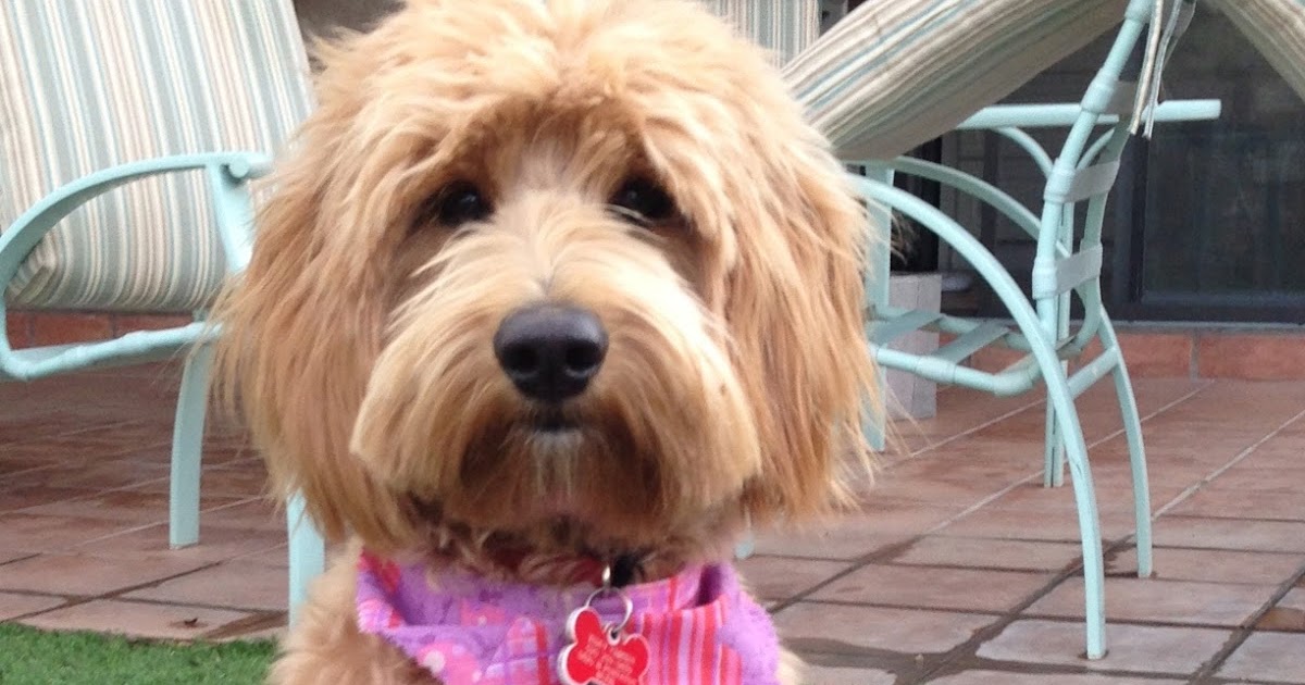 BBird's GroomBlog GROOMING NEEDS OF THE AUSTRALIAN LABRADOODLE