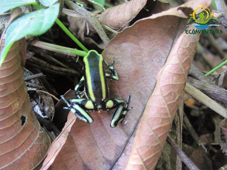 Dendrobates truncatus