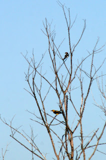 Woodpecker (top) and Golden Oriole Woodpecker (top) and Golden Oriole