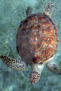 iphone  background wallpaper