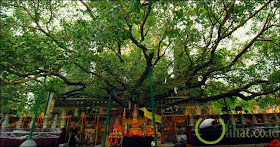 The Bodhi Tree The Bodhi Tree