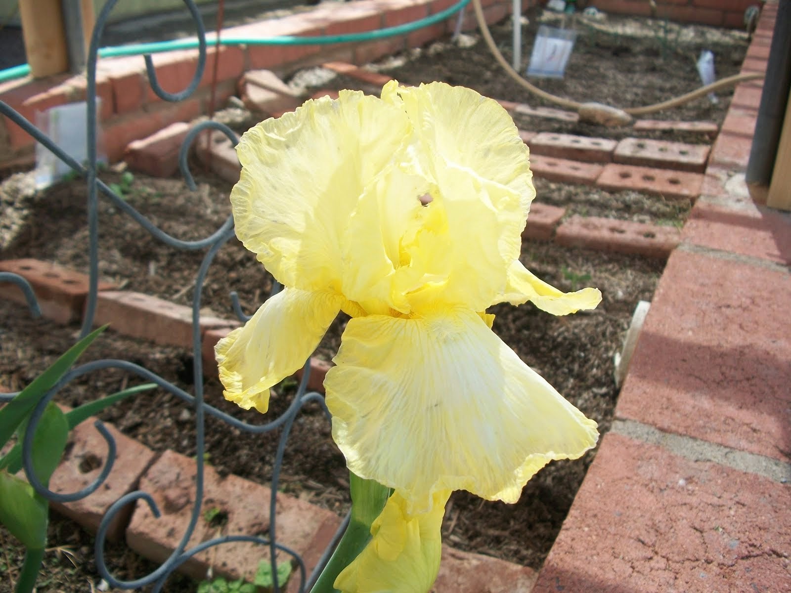 Iris in my garden