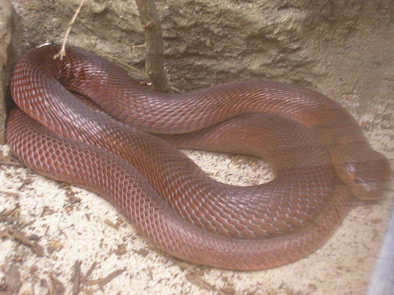 Animal Pictures: Red Spitting Cobra
