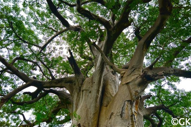 Afrikanischer Affenbrotbaum (Adansonia digitata) auch Baobab.