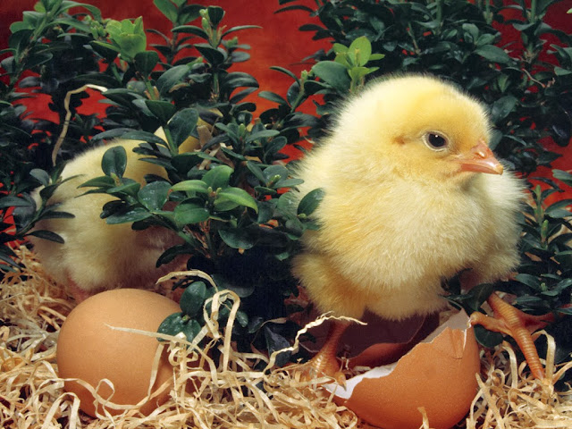Cute Baby Chick Wallpapers Free Download