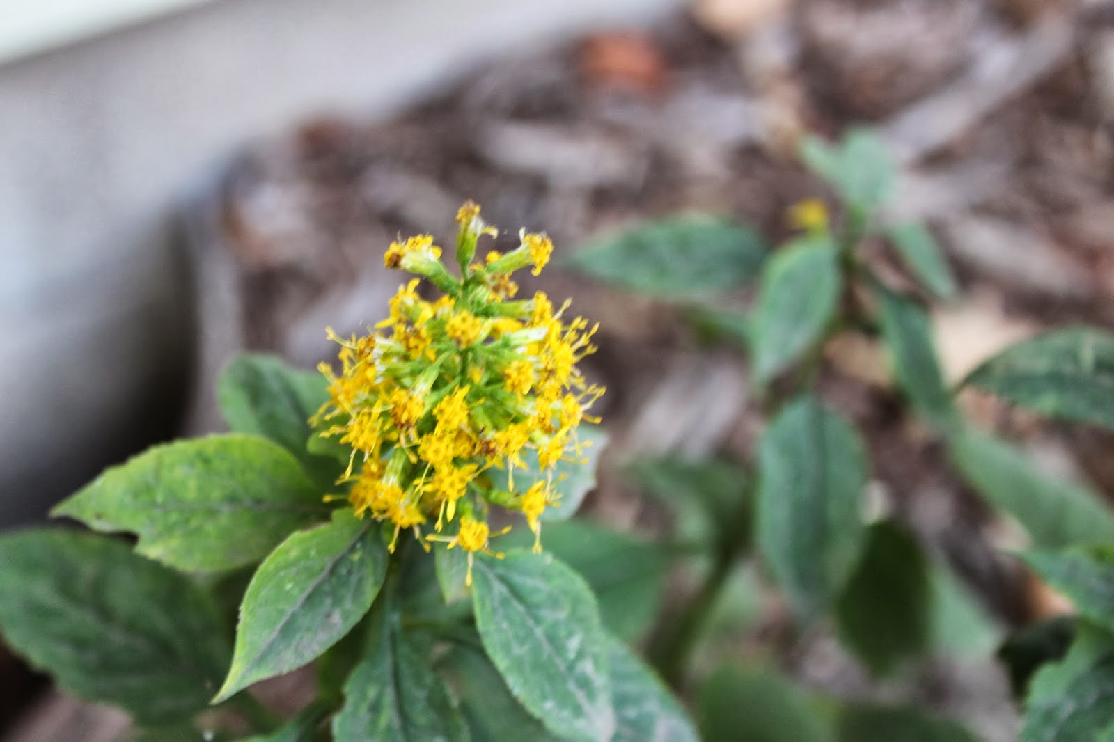 Proven Winners Colorchoice Plant Of The Week Ah Ha It S The