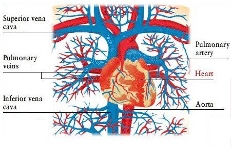 blood supply of chest wall