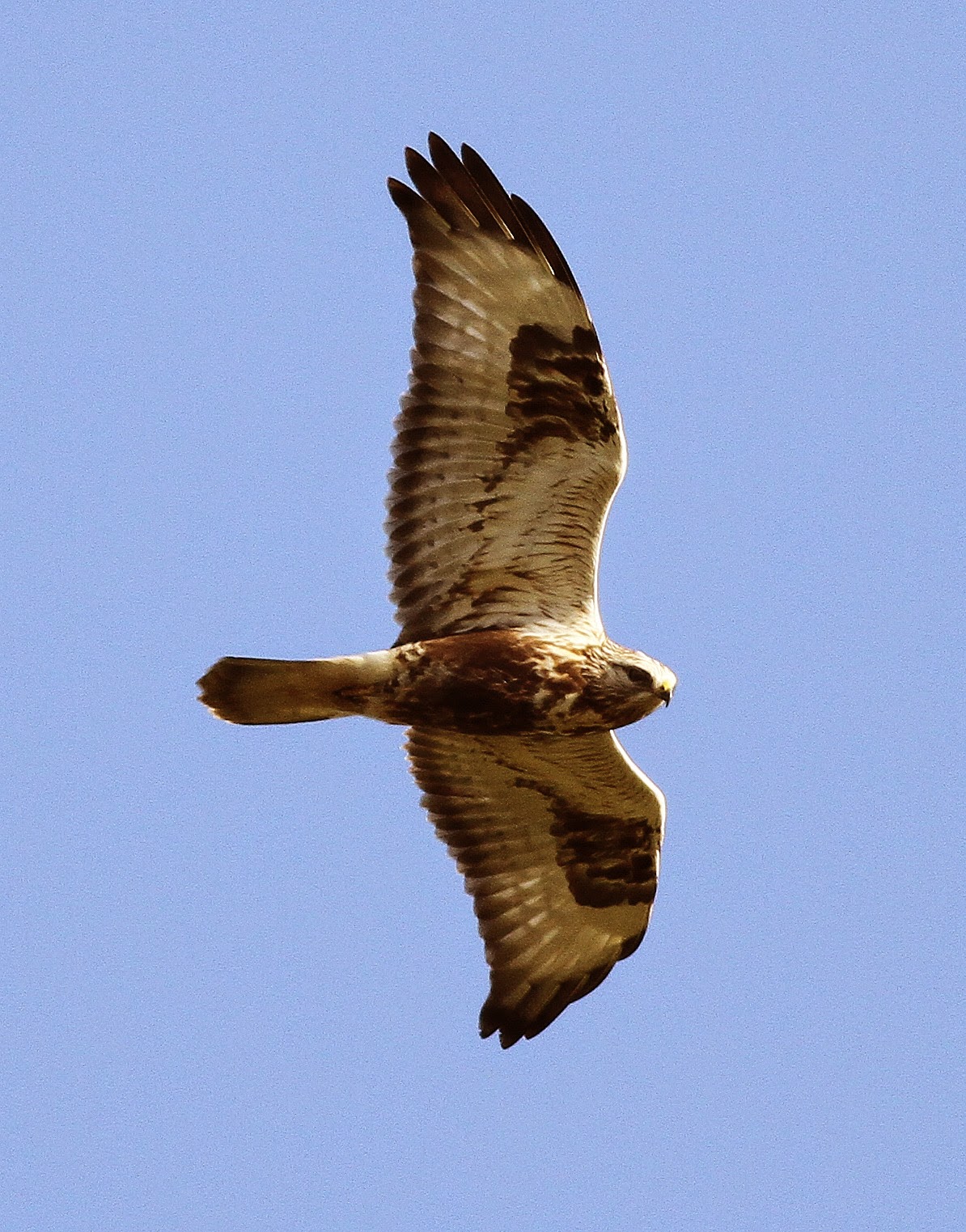 Seymour Birdies Diary A Roughlegged Buzzard at Hay Street