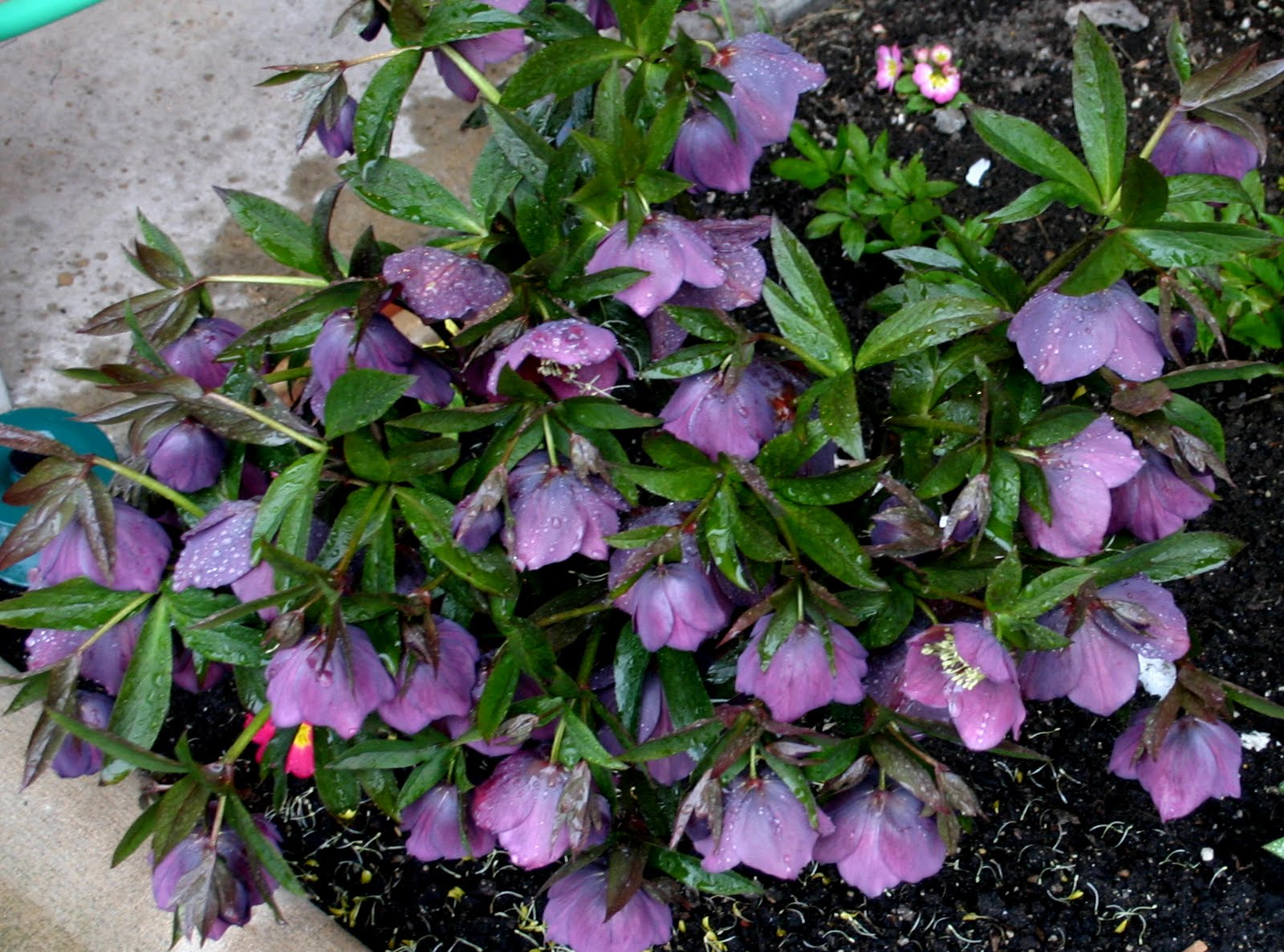 HELLEBORES IN FULL BLOOMWONDERFUL EARLY SPRING PERENNIALS Sowing