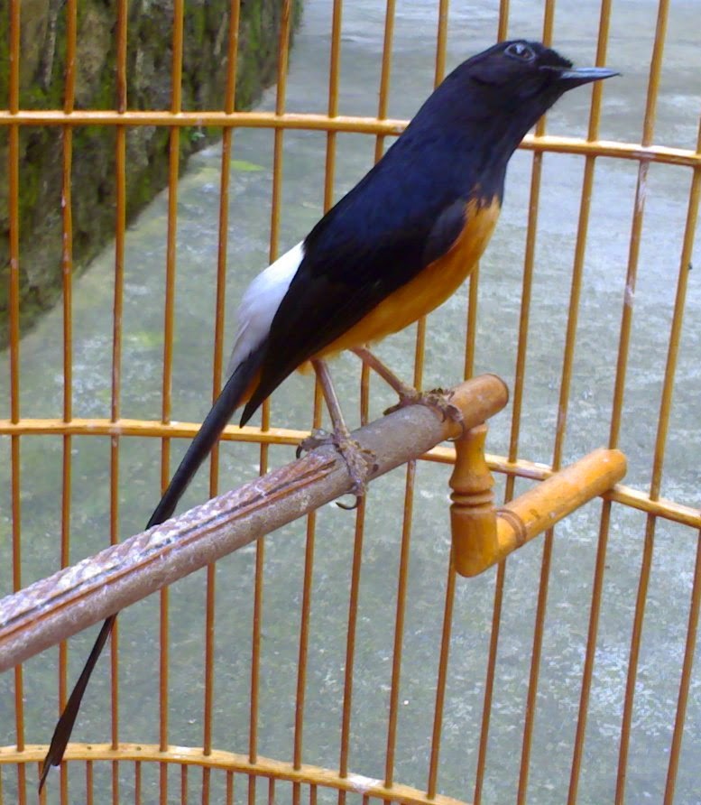 Keunggulan Murai Batu | Murai Batu